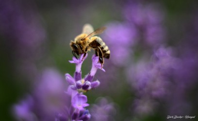 Biene im Lavendel0001.jpg